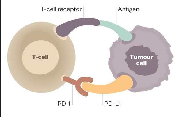 PD-1