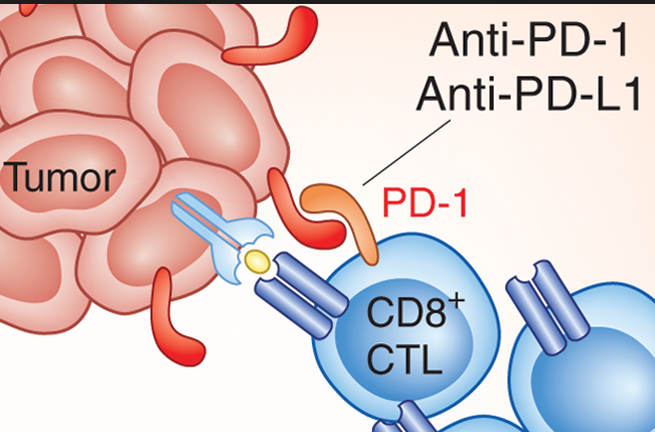 PD-1