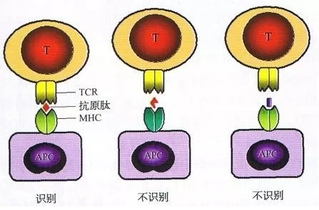 CAR-T