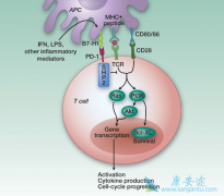 PD-1Ƽҩcemiplimab