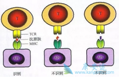 ڵCAR-TɹлкԶ·