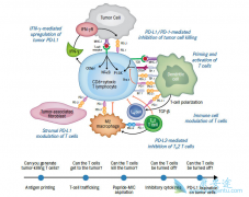 PD-1PD-L1Ƽ˷ΰƵʱ