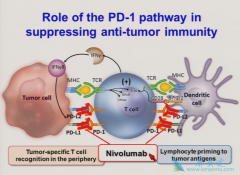 PD-1ƼֹPD-1PD-L1ʶ̵Ʒ