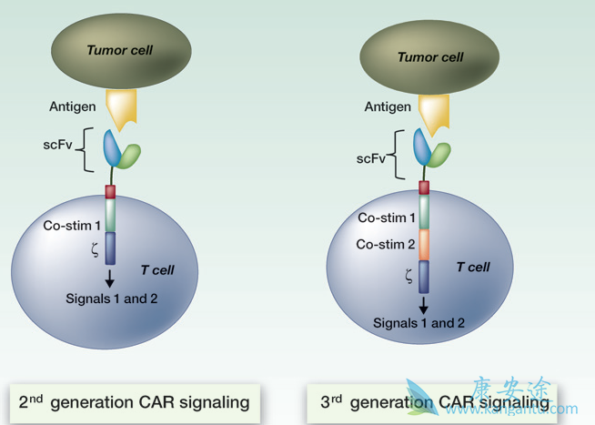 CAR-T