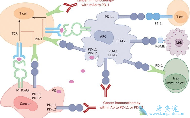 PD-1