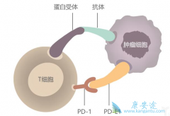 PD-1/PD-L1ʹ16%ڷΰʵٴ