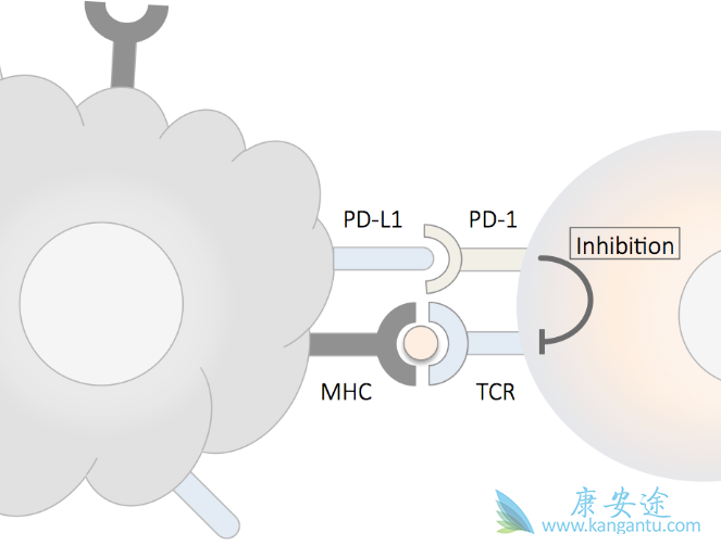 PD-1