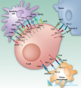 PD-1ƼTܰϸƵTܰϸ߹