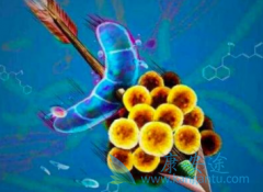 άĪ˾(Everolimus)Զְ֢п