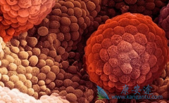 ð(ABIRATERONE)2PSA˵ҩЧ