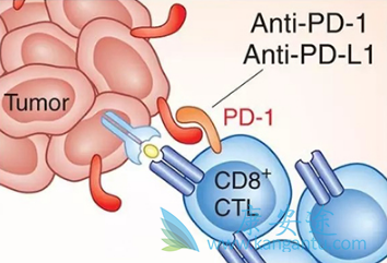 PD-1Ƽ