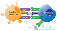 䵥(Nivolumab)ƥ