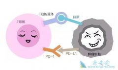 PD-1ƷΰٴЧ