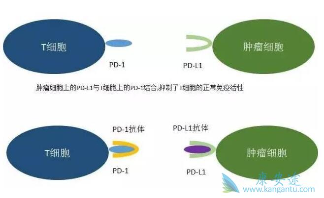 PD-1pd1