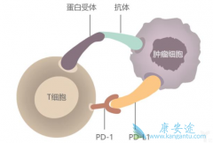 PD-1ƼƺƤӦñƷ