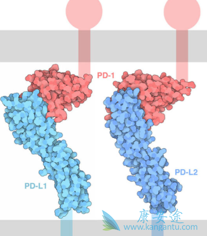 PD1