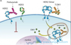 T-DM1(Kadcyla)HER2ٰҩʤһ