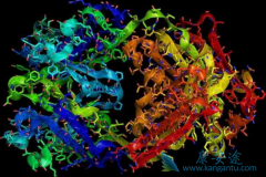 ����ҩ��T-DM1(Ado-trastuzumab)��һ��������50%�ĸ�����������