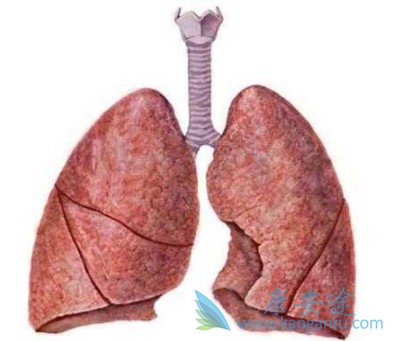 ����ά���ܻ���