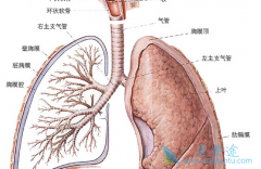 �ط��Է���ά���ķ�ҩ�����Ʒ�������Щ��