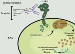 �������ٰ�T-DM1������������HER2����������