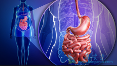 ����������Ϊθ���������������Ƶķ�ҩʱ���Ƕ�ã�