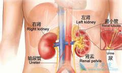 ����ת�Ƶ���Ҫ֢״���ֶ�����Щ��