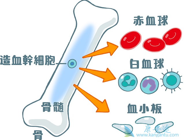 ��Ѫ������