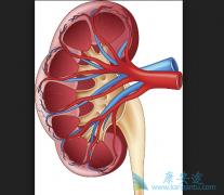 ��Щ����ҩ�������ת�ƻ�����Ч��