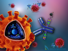 �������������֯�����е�֬��������Ч��