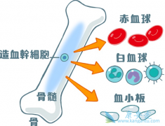 �˽��Ѫ����ԭ��ɰ������Ԥ����Ѫ��