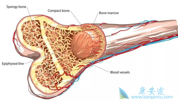 骨髓移植 骨髓移植