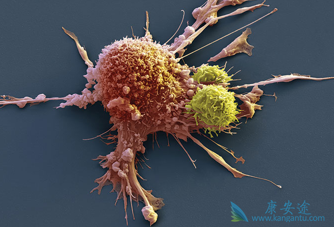 ��Ѫ���Ĳ���