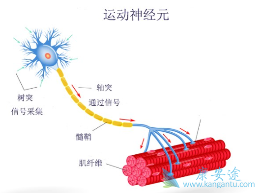 �����Լ�ή��֢