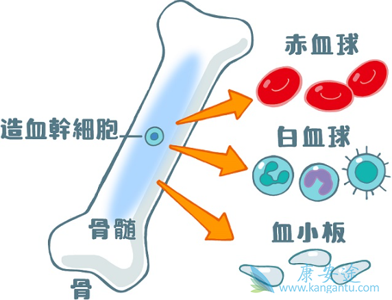 ��Ѫ����Ⱦ��