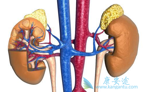肾癌的治疗 肾癌的治疗