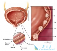 HER2���Ե���·��Ƥ�������ܹ�ʹ��ʲôҩ�����ƣ�